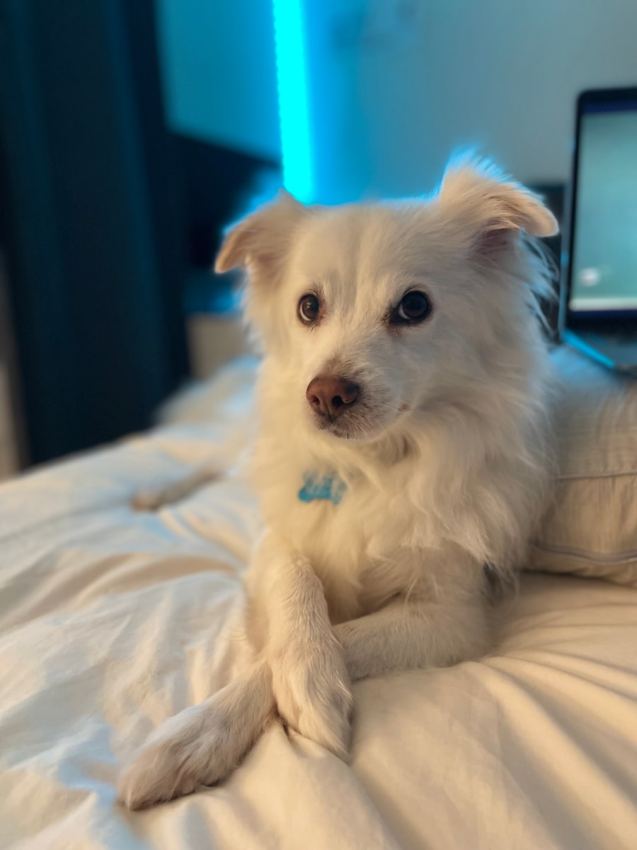 Speedy, the white dog who inspired the business, relaxing on a bed